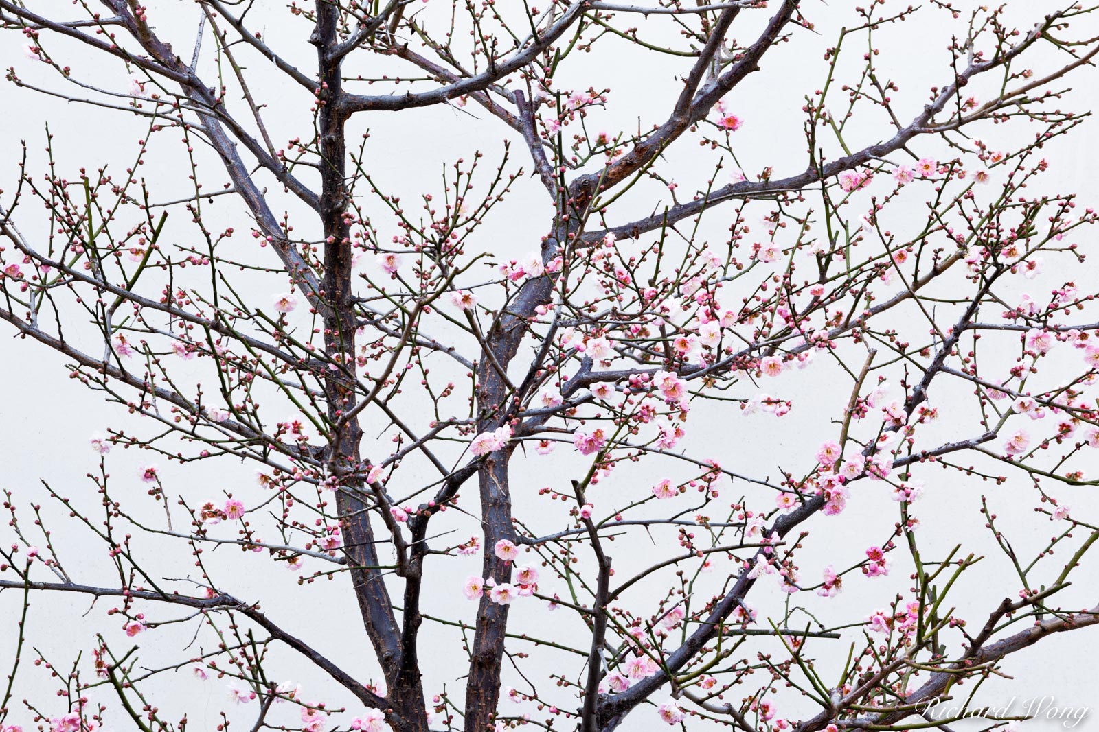 Cherry Blossoms in Chinese Garden at The Huntington, San Marino, California