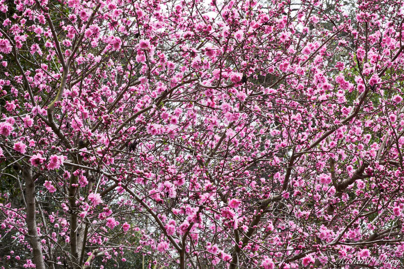 Cherry Blossoms in Japanese Garden at The Huntington, San Marino, California My favorite aspect of photographing large gardens...