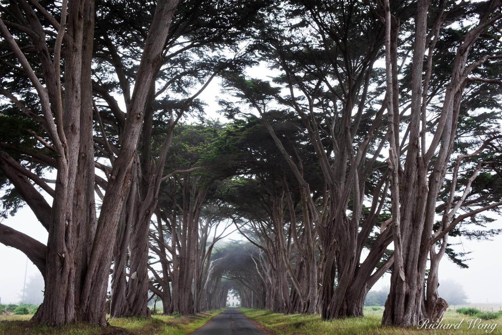 Cypress Tree Tunnel Point Reyes National Seashore, California