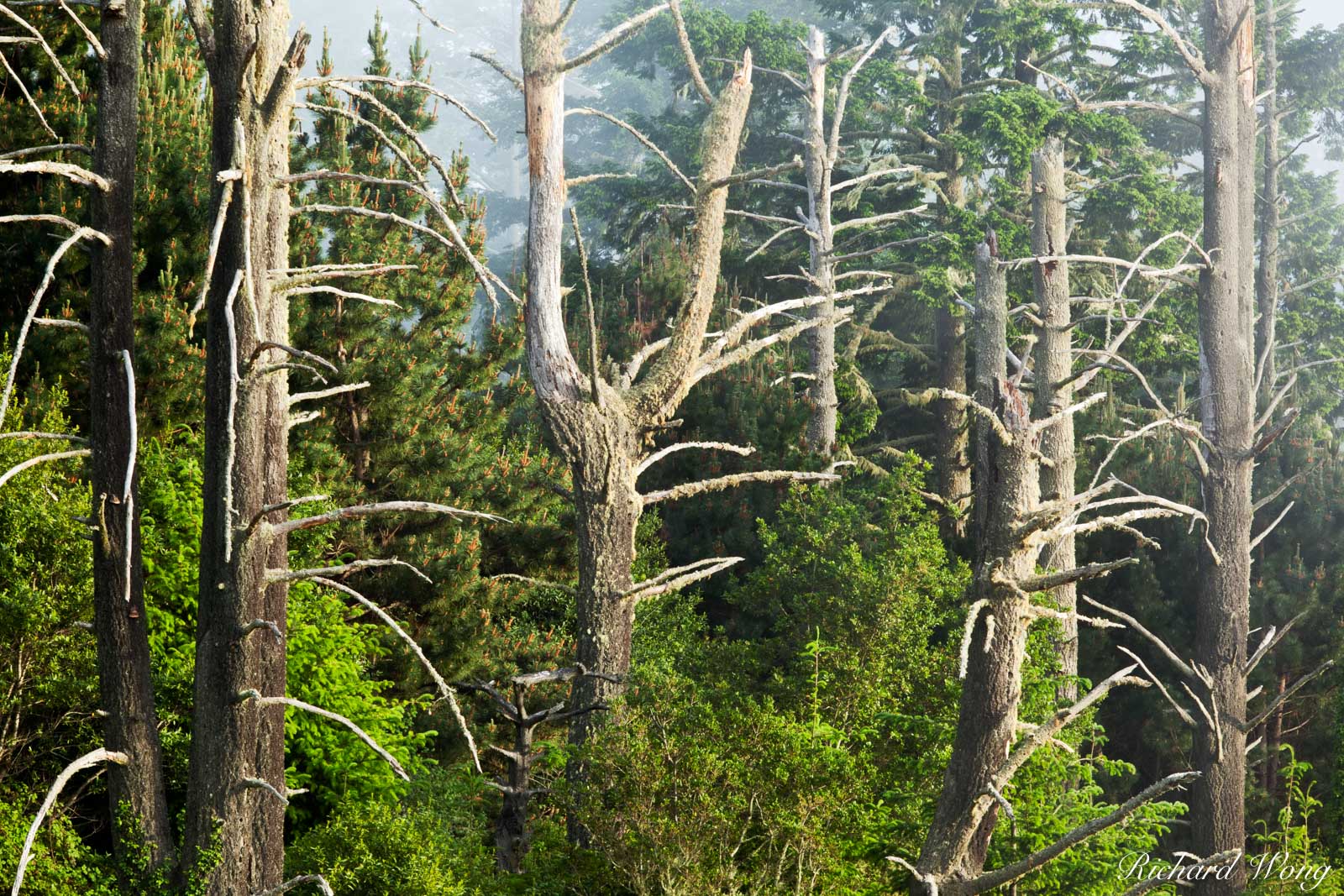 Foggy Forest, Point Reyes National Seashore, California