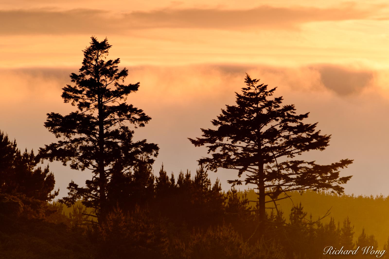 Trees and Foggy Sunset, Point Reyes National Seashore, California, photo