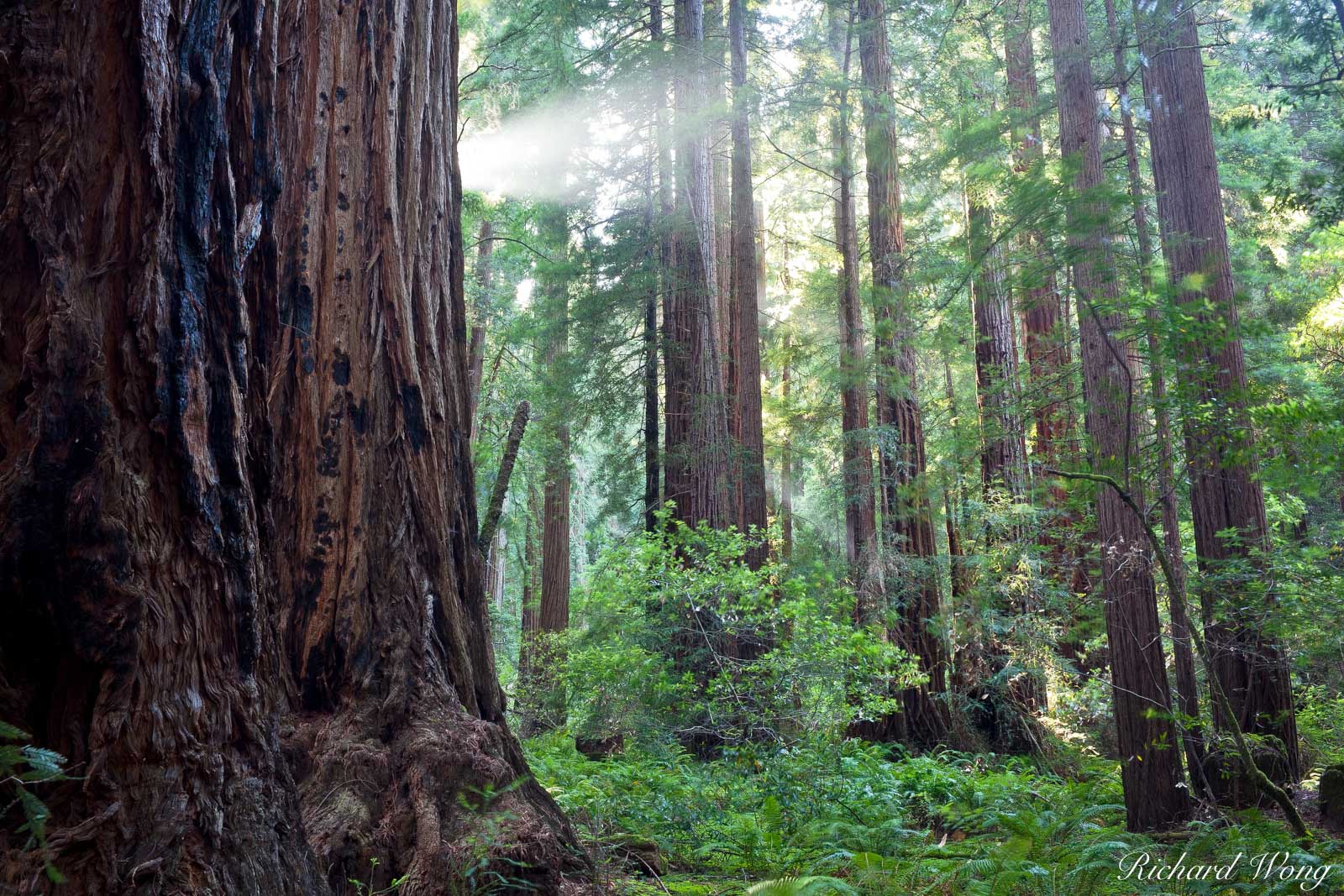 Sunbeam in Old-Growth Redwood Forest, Muir Woods National Monument, California, photo