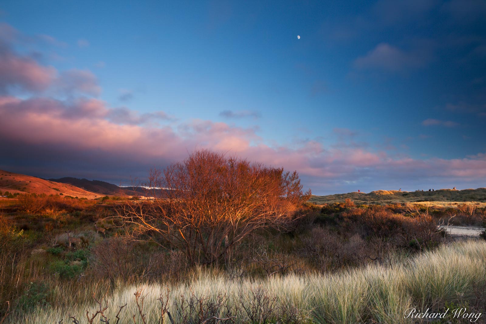 Limantour Spit at Sunset, Point Reyes National Seashore, California, photo