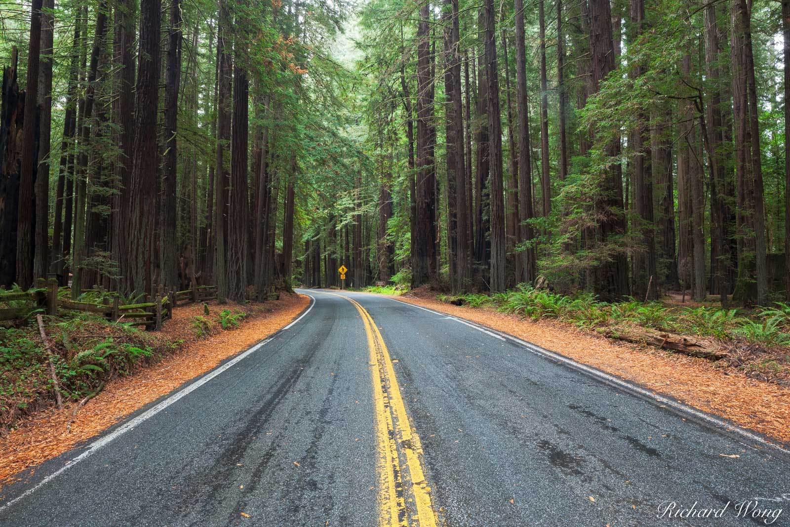 Avenue of the Giants, Humboldt Redwoods State Park, California, photo