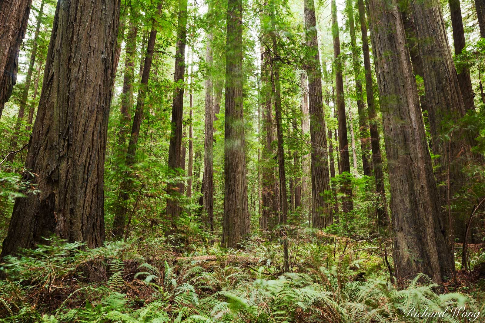 Founder's Grove Old-Growth Redwood Forest, Humboldt Redwoods State Park, California, photo