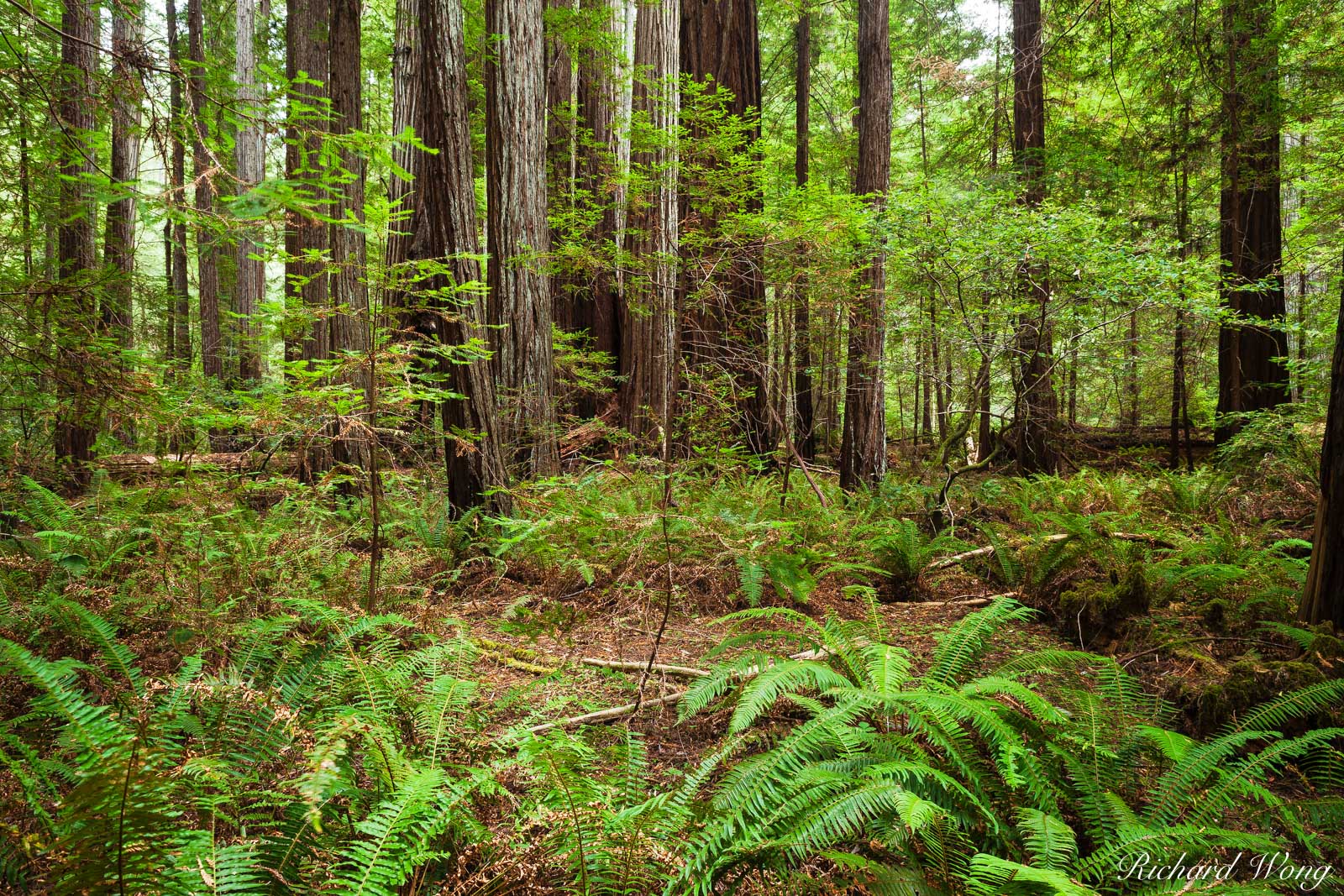 Rockefeller Forest, Humboldt Redwoods State Park, California, photo