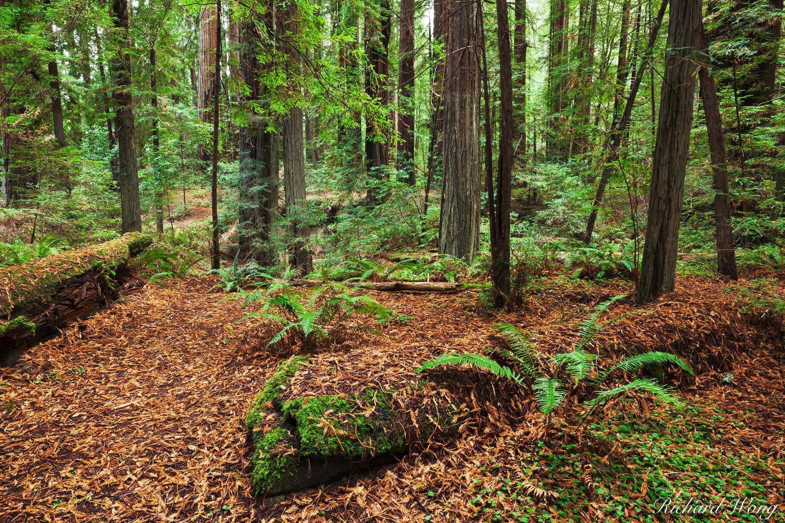 Humboldt Redwoods State Park Near Avenue of the Giants, California, photo