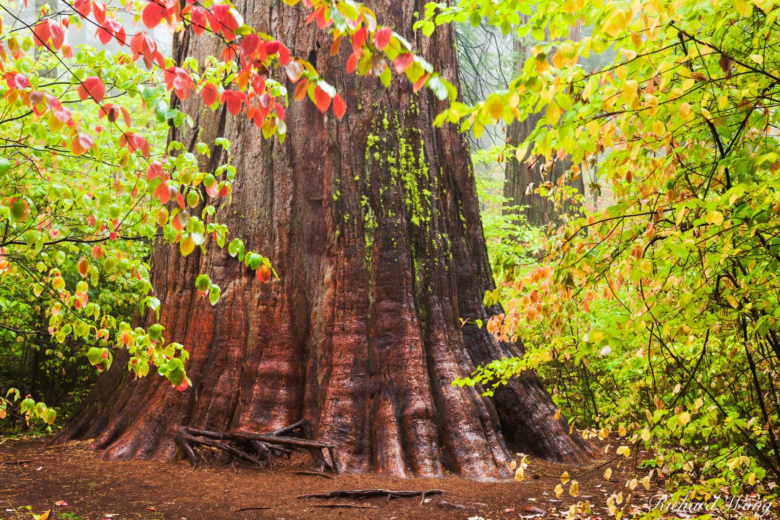 Giant Sequoia and Dogwood Fall Foliage, Calaveras Big Trees State Park, California