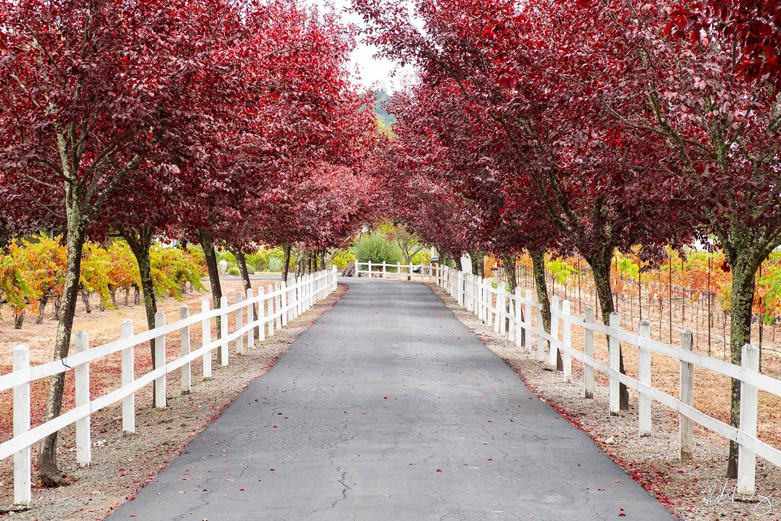 Tree-Lined Driveway During Fall Season, Calistoga, California, photo