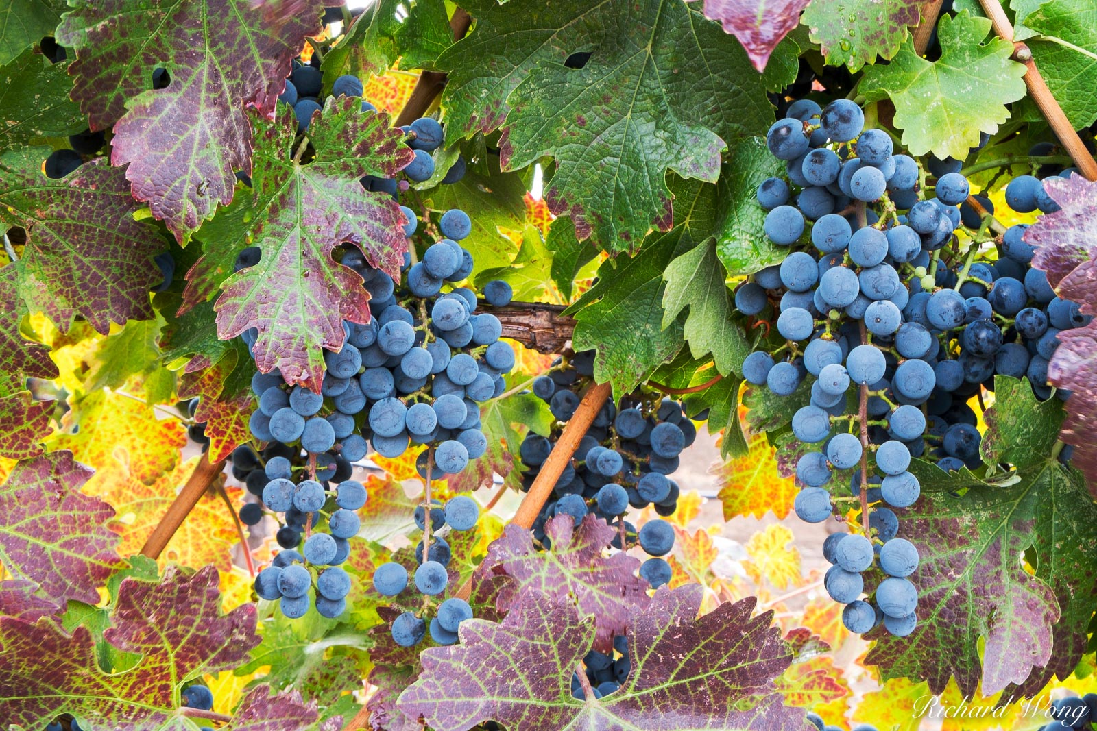 Vineyard Grapes in Fall Season From Alexander Valley, Healdsburg, California, photo