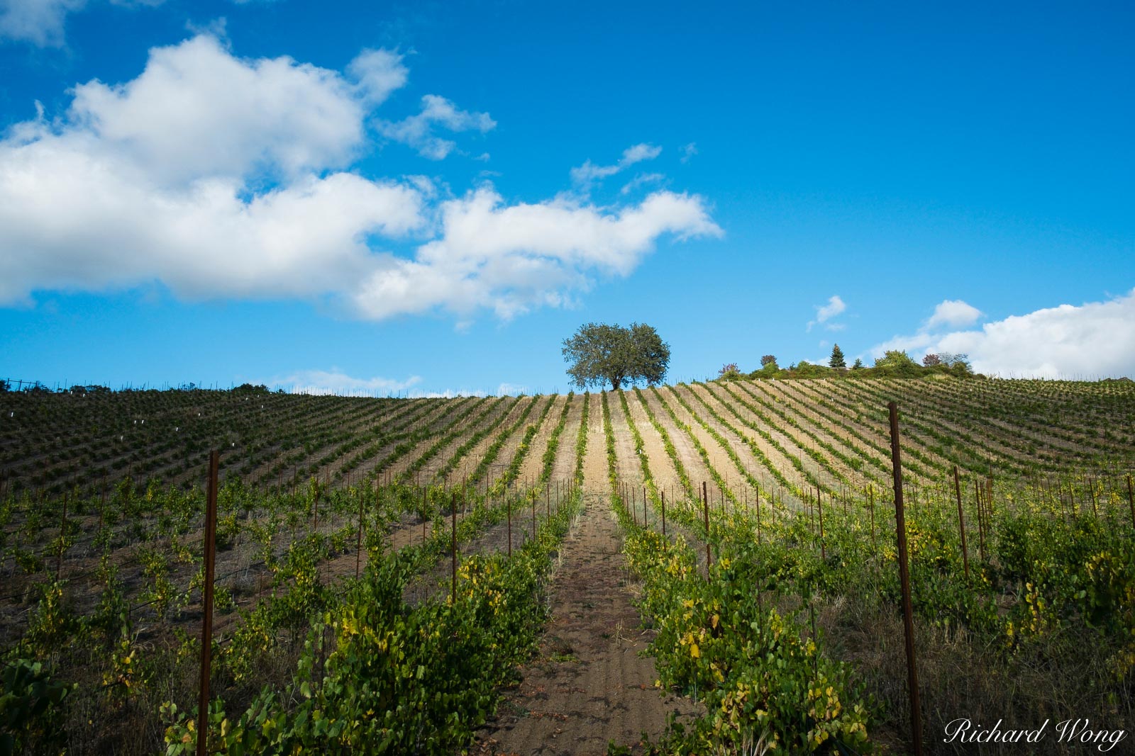 Joseph Family Vineyards, Healdsburg, California, photo