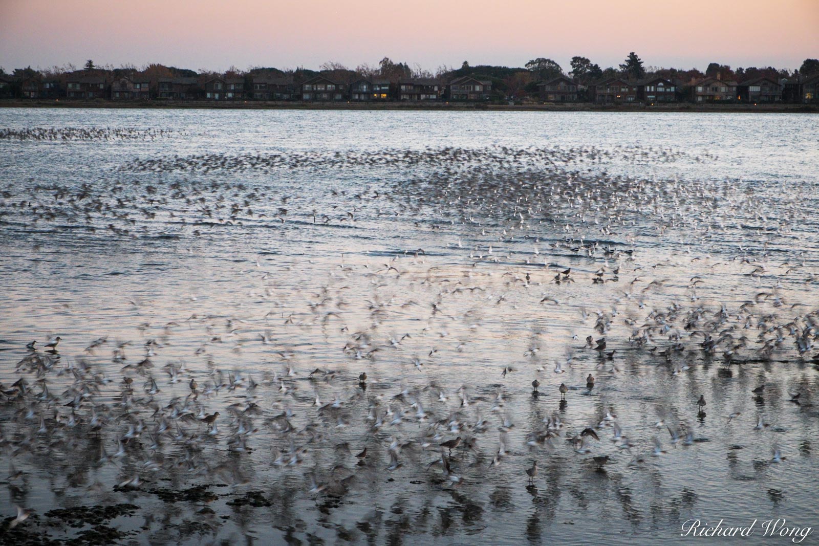 Thousands of Shorebirds Flying at Elsie Roemer Bird Sanctuary, Alameda, California