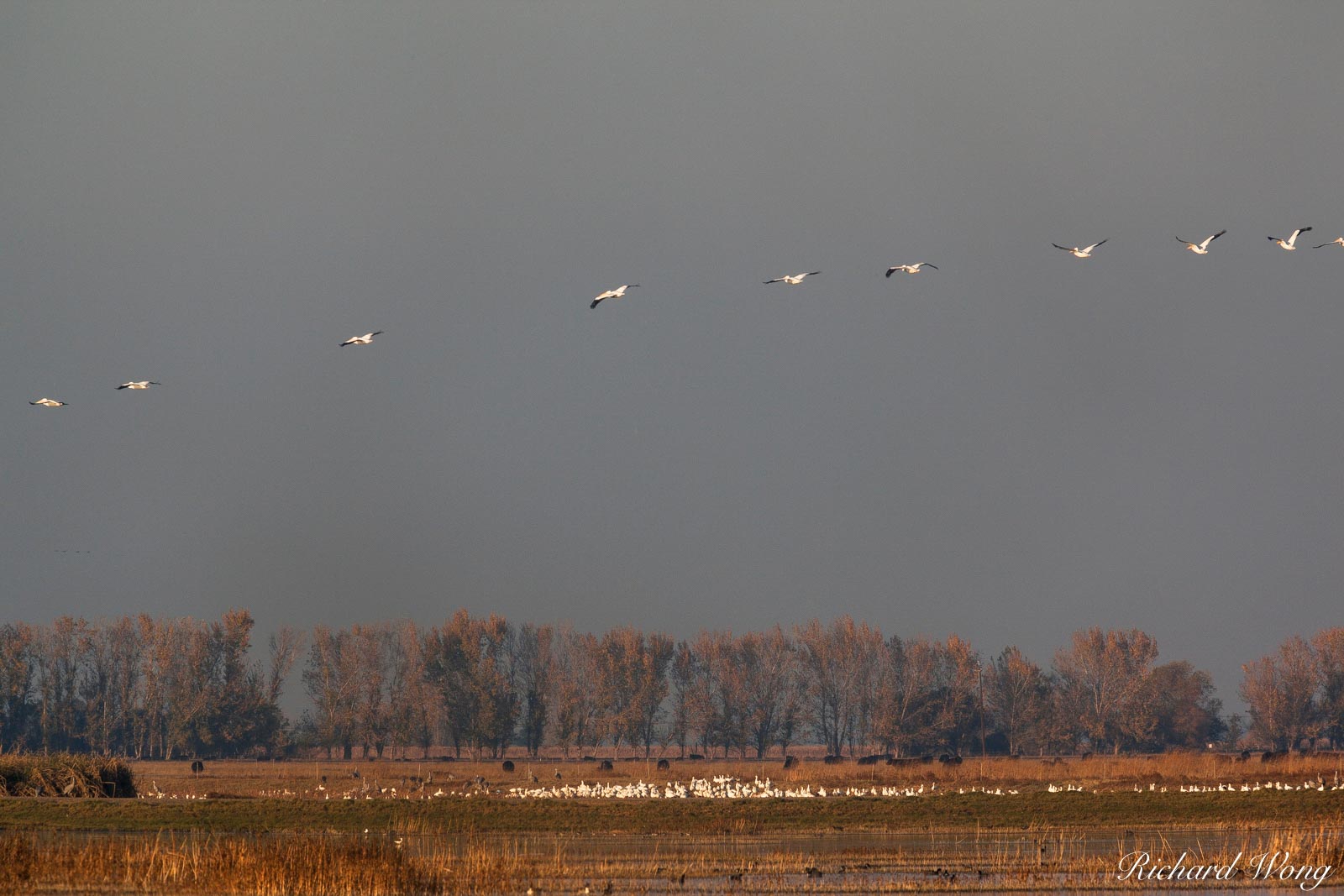 Snow Geese Flying, Merced National Wildlife Refuge, California