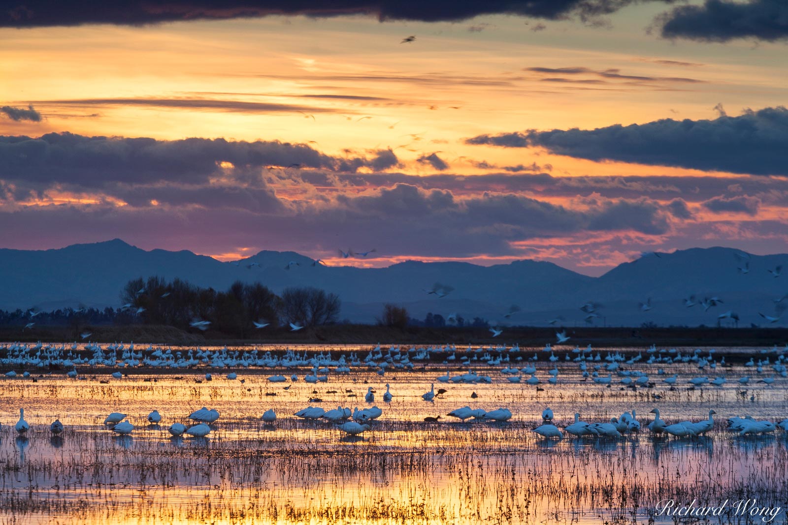 Merced National Wildlife Refuge Winter Sunset, California