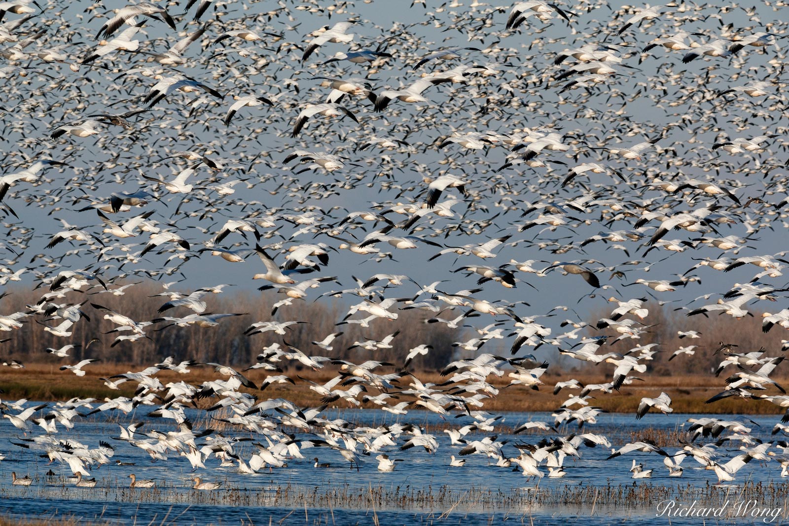 Geese in Flight, Merced National Wildlife Refuge, California