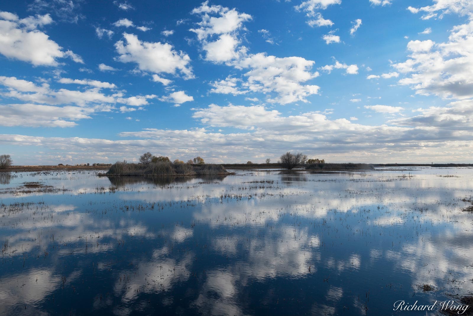 Shallow Water Reflection, Merced National Wildlife Refuge, California