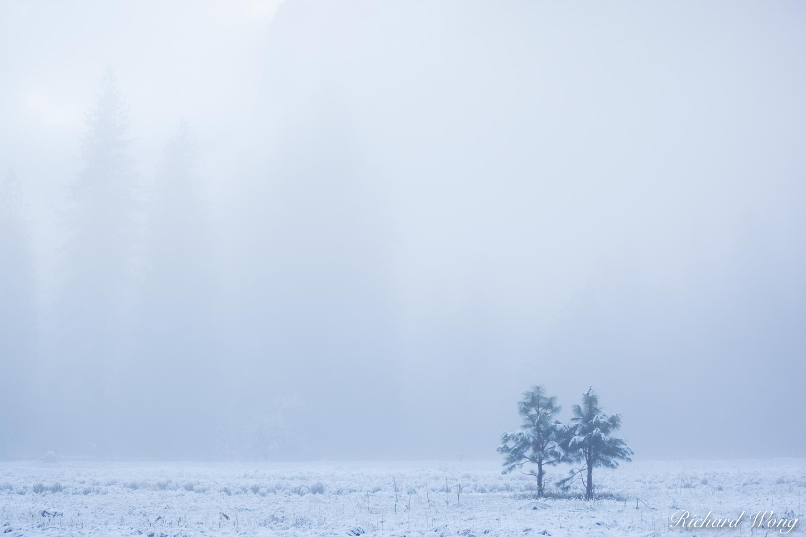 Pair of Young Trees in Cookís Meadow After Spring Snowstorm, Yosemite National Park, California