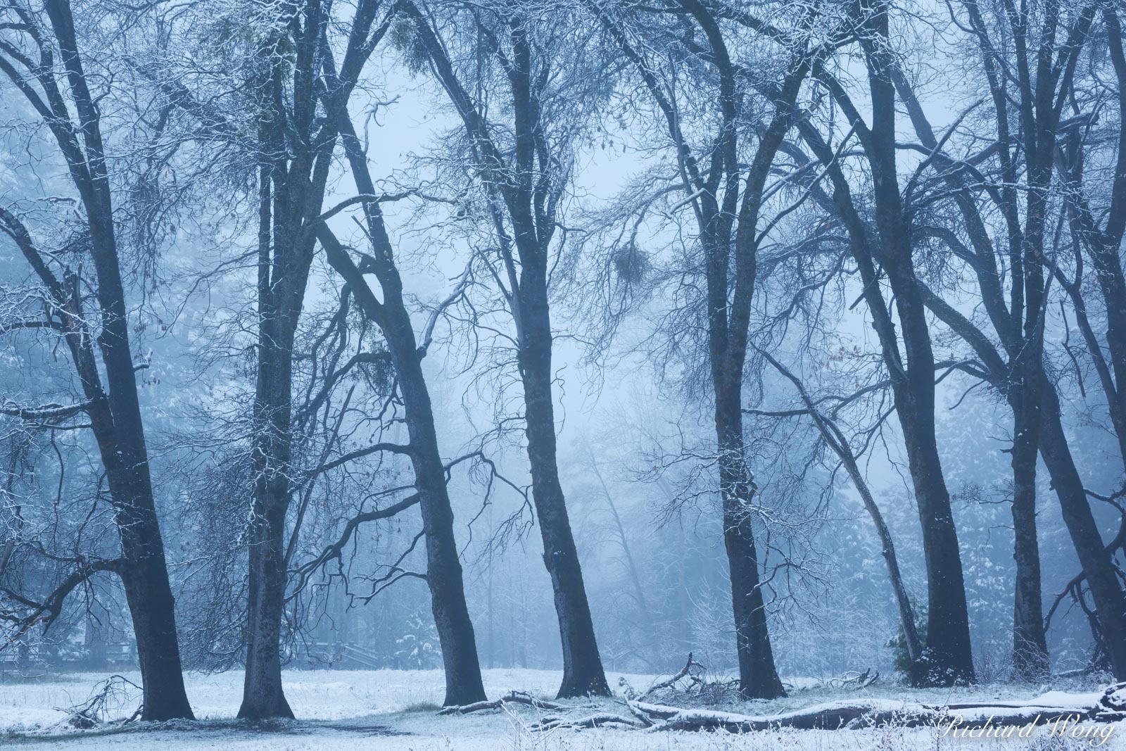 Black Oak Trees in Fog After Spring Snowstorm, Yosemite National Park, California