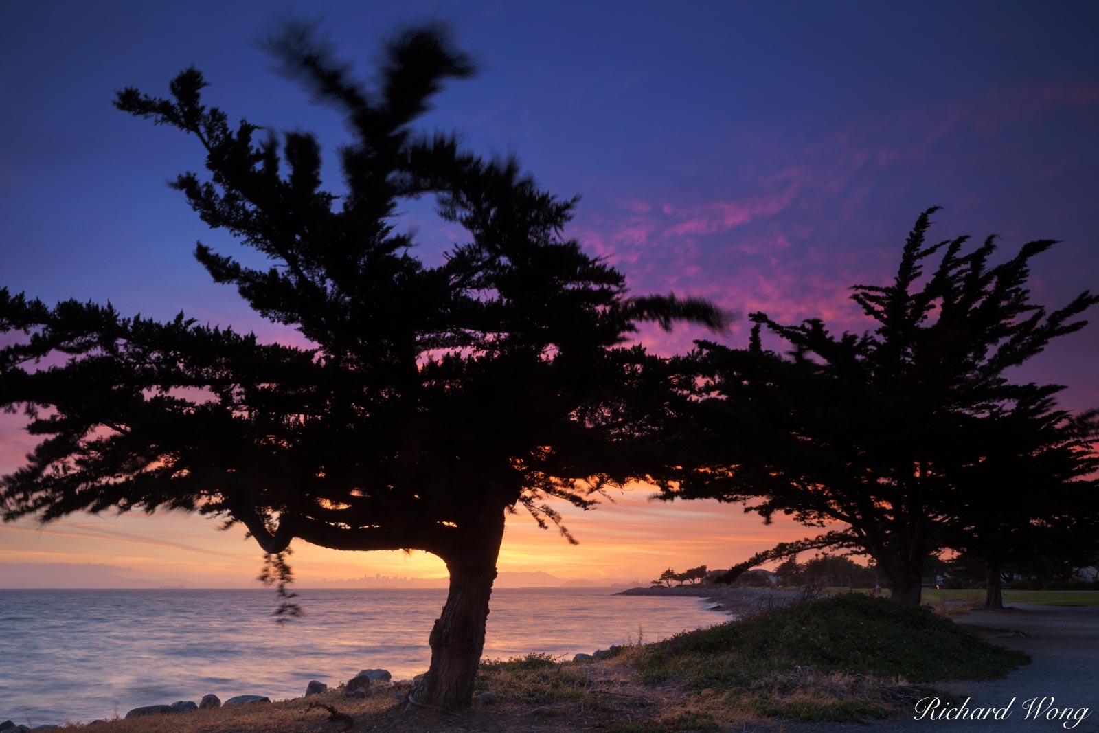 Wind-Gnarled Trees Along the Shoreline of San Francisco's East Bay, Alameda, California