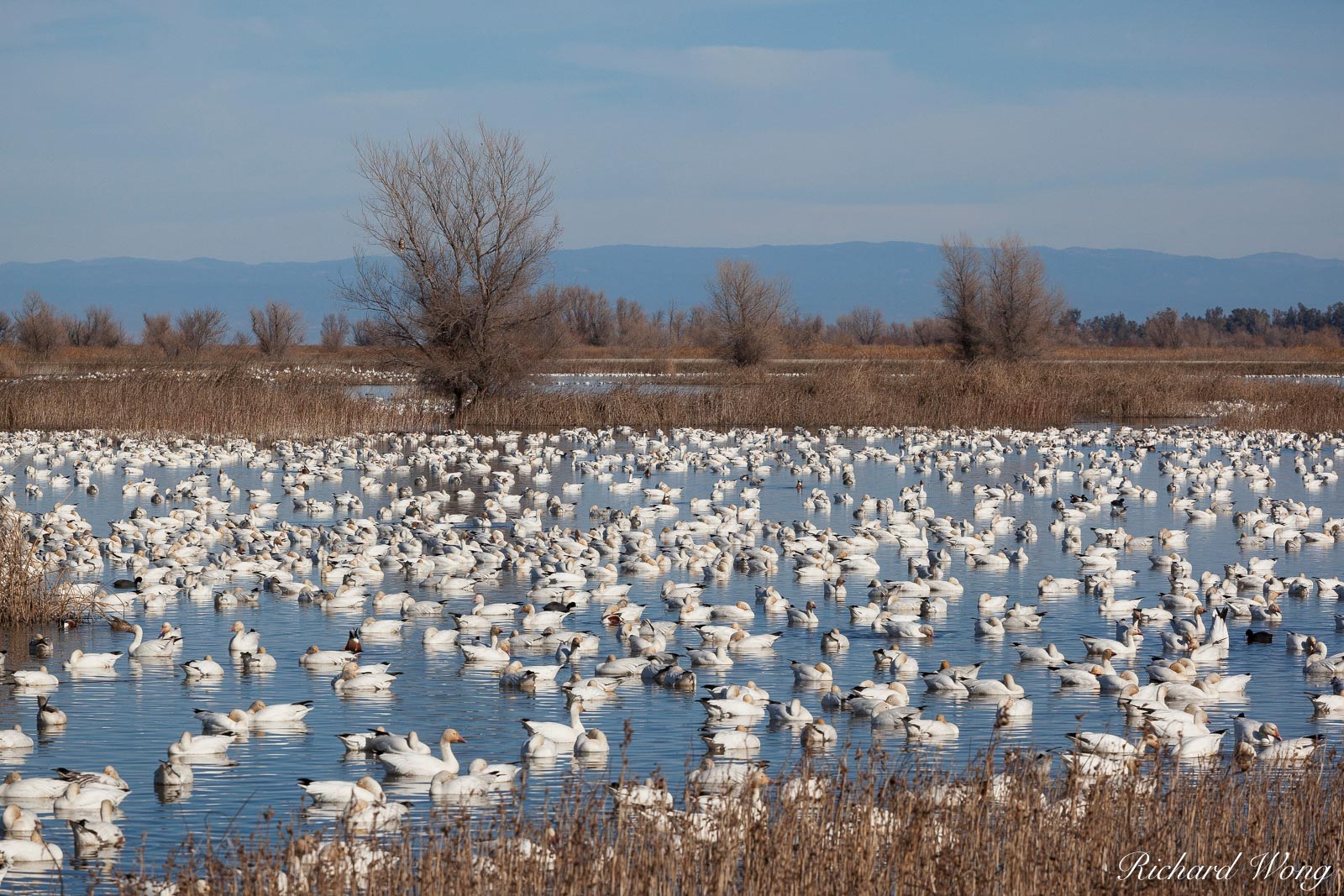 Wintering Pacific Flyway Waterfowl, Sacramento National Wildlife Refuge, California