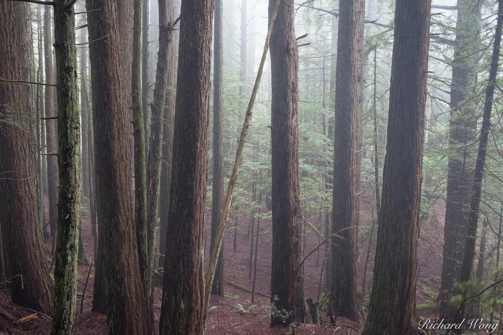 Redwood Forest in Fog, Mount Tamalpais State Park, California, photo