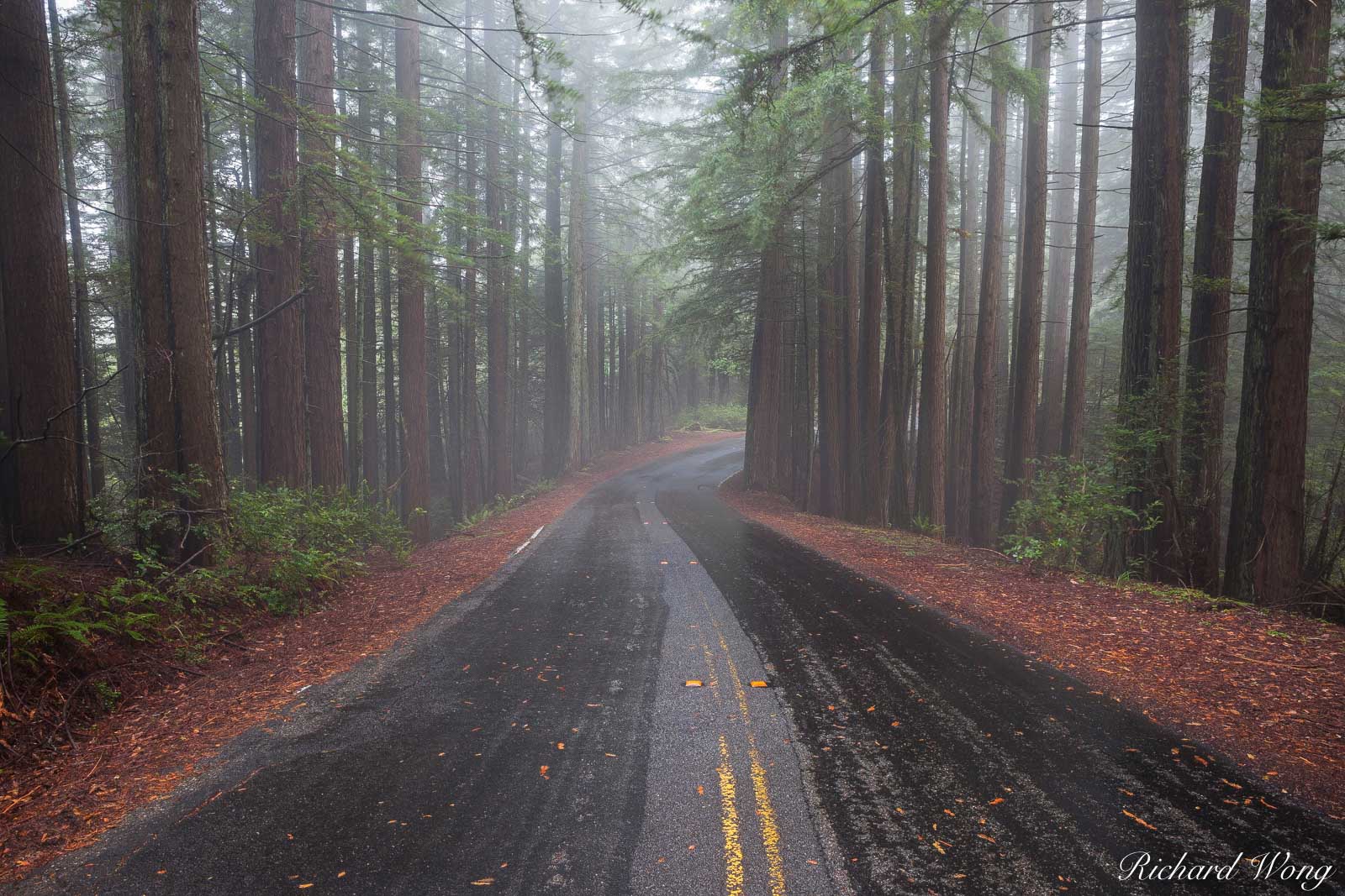 Road Through Foggy Redwood Forest, Mount Tamalpais State Park, California, photo