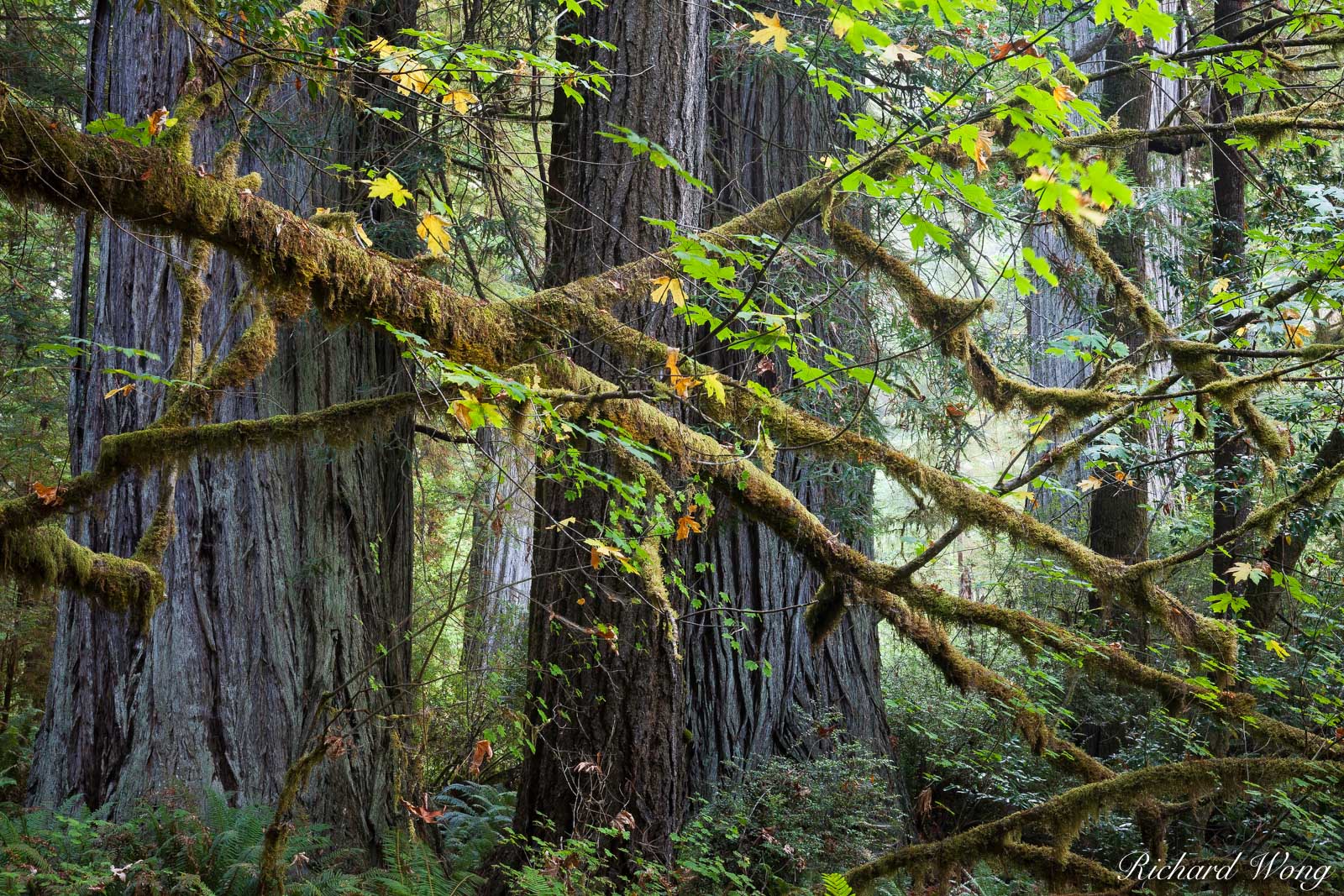 Old-Growth Redwood Forest in Fall, Prairie Creek Redwoods State Park, California, photo