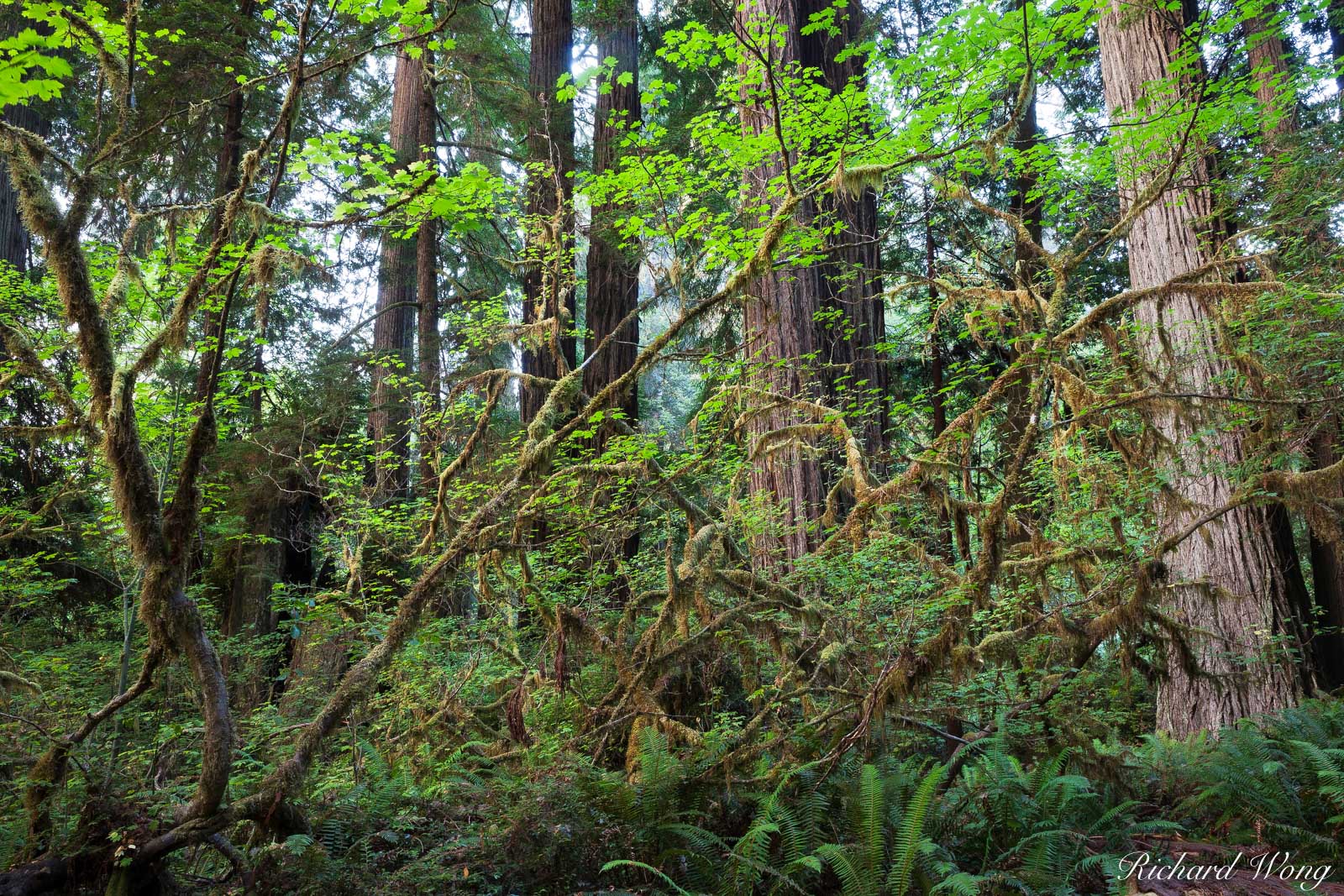 Dense Temperate Rainforest, Prairie Creek Redwoods State Park, California, photo