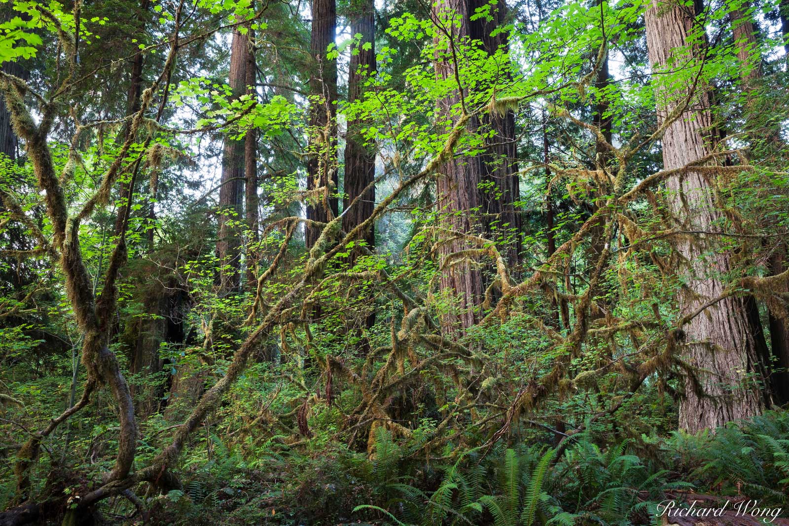 Dense Temperate Rainforest, Prairie Creek Redwoods State Park, California, photo