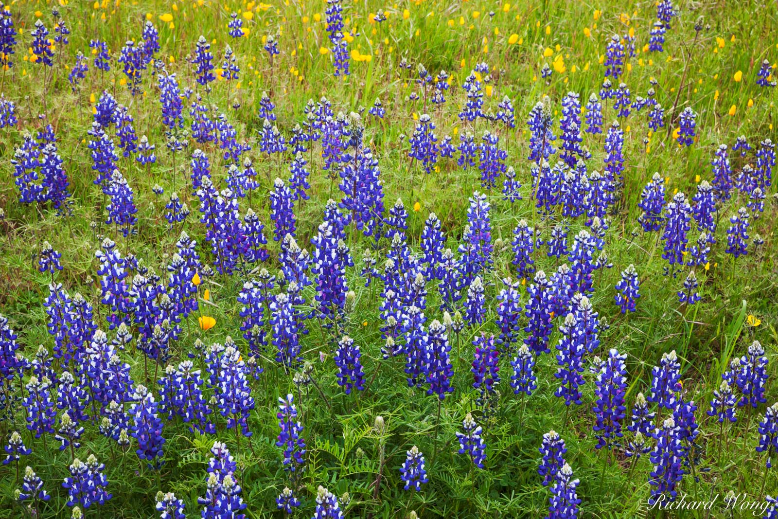 Lupine and Poppies Near Yosemite NP, Tuolumne County, California