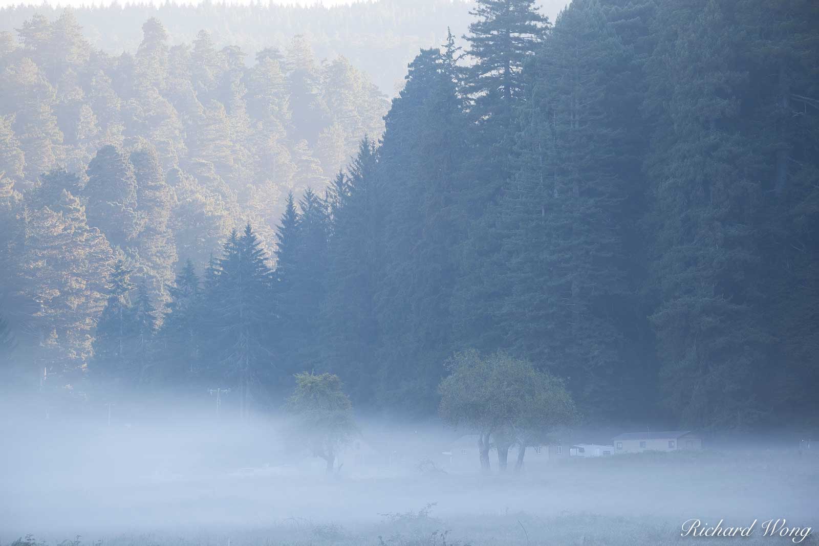 Boyes Prairie Foggy Sunrise, Prairie Creek Redwoods State Park, California, photo