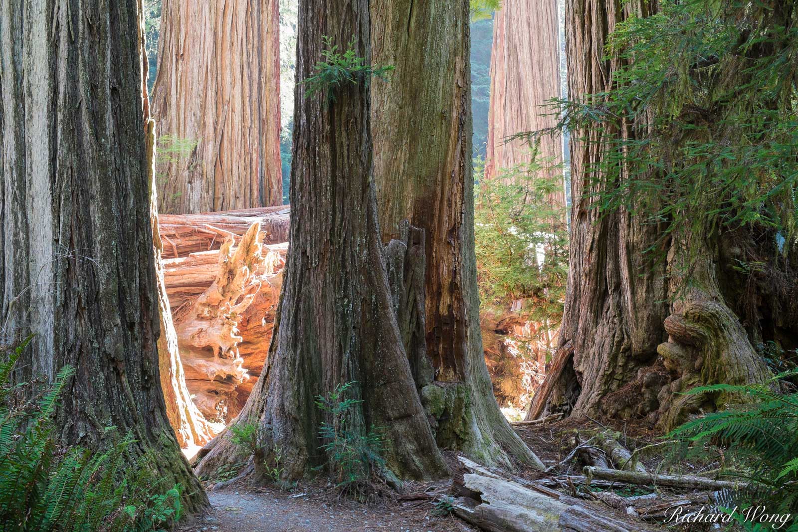 Old-Growth Redwoods, Simpson-Reed Trail, Jedediah Smith Redwoods State Park, California, photo