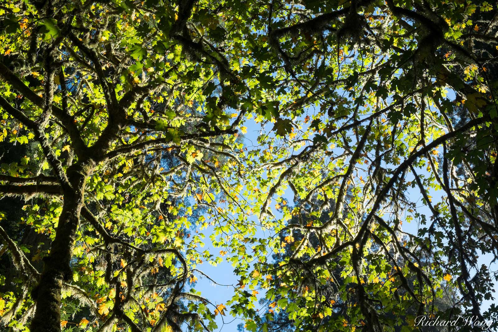 Big Leaf Maples in Fall, Jedediah Smith Redwoods State Park, California, photo