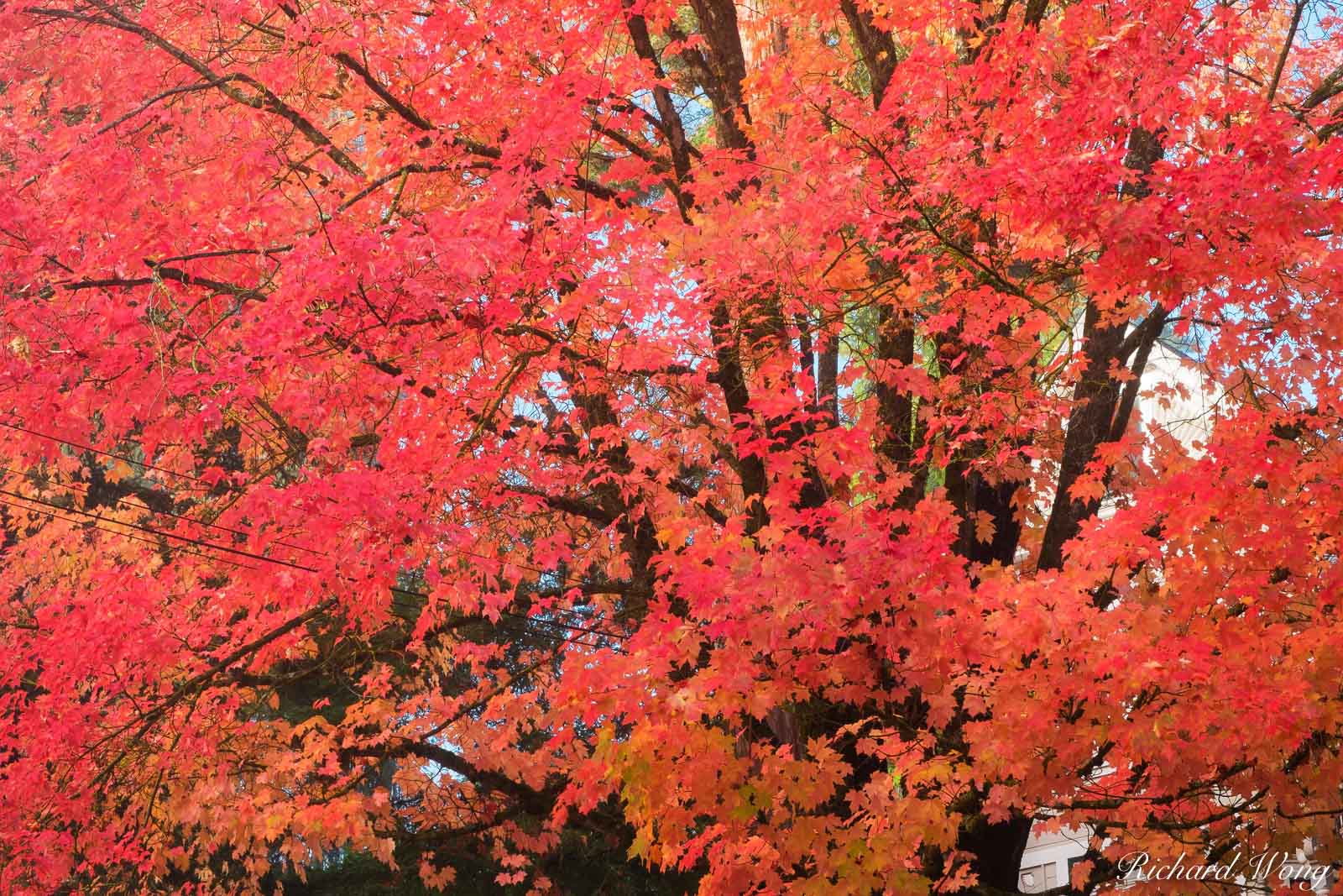 Red Fall Foliage, Nevada City, California