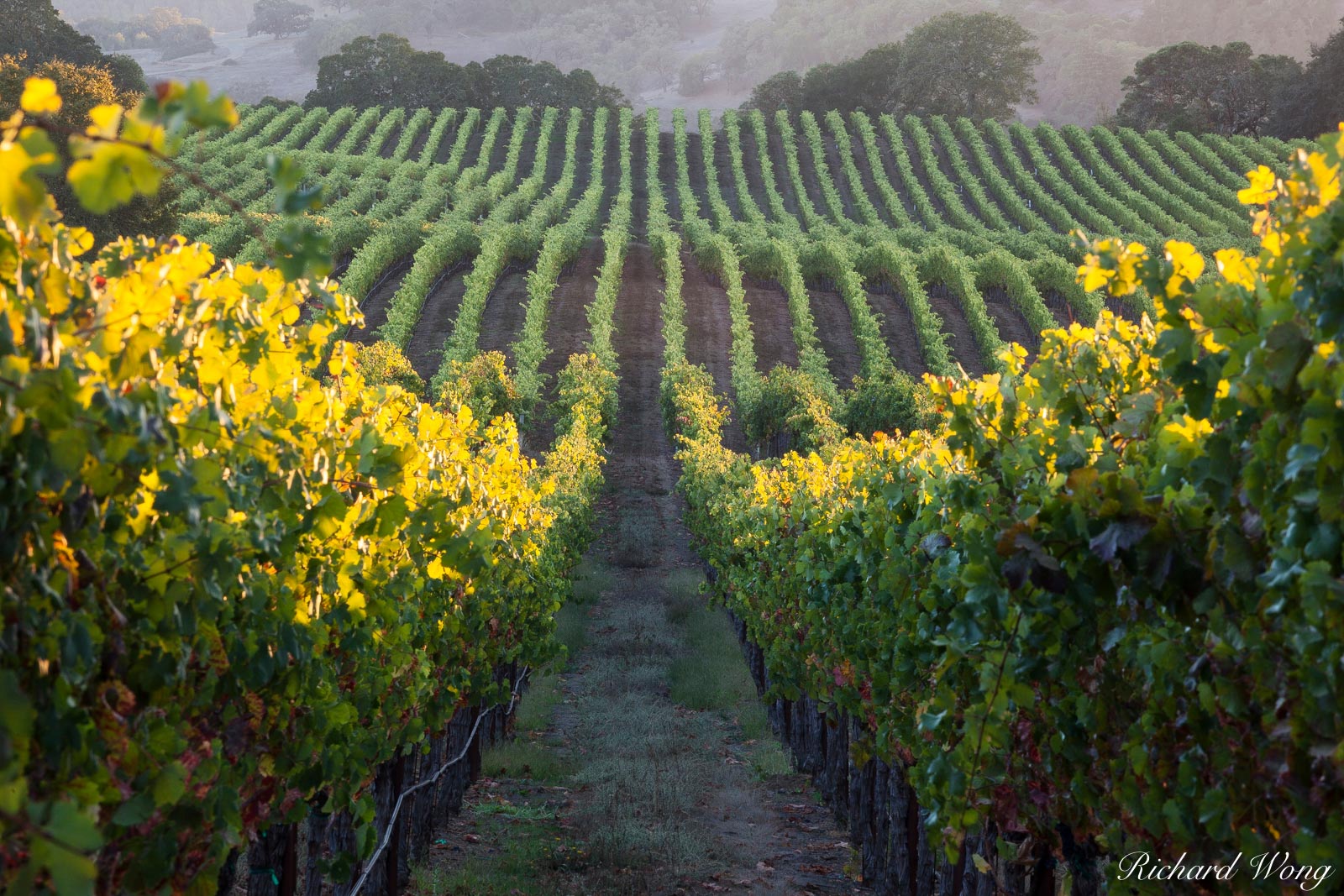 Field Stone Winery Vineyards, Alexander Valley AVA, California, photo