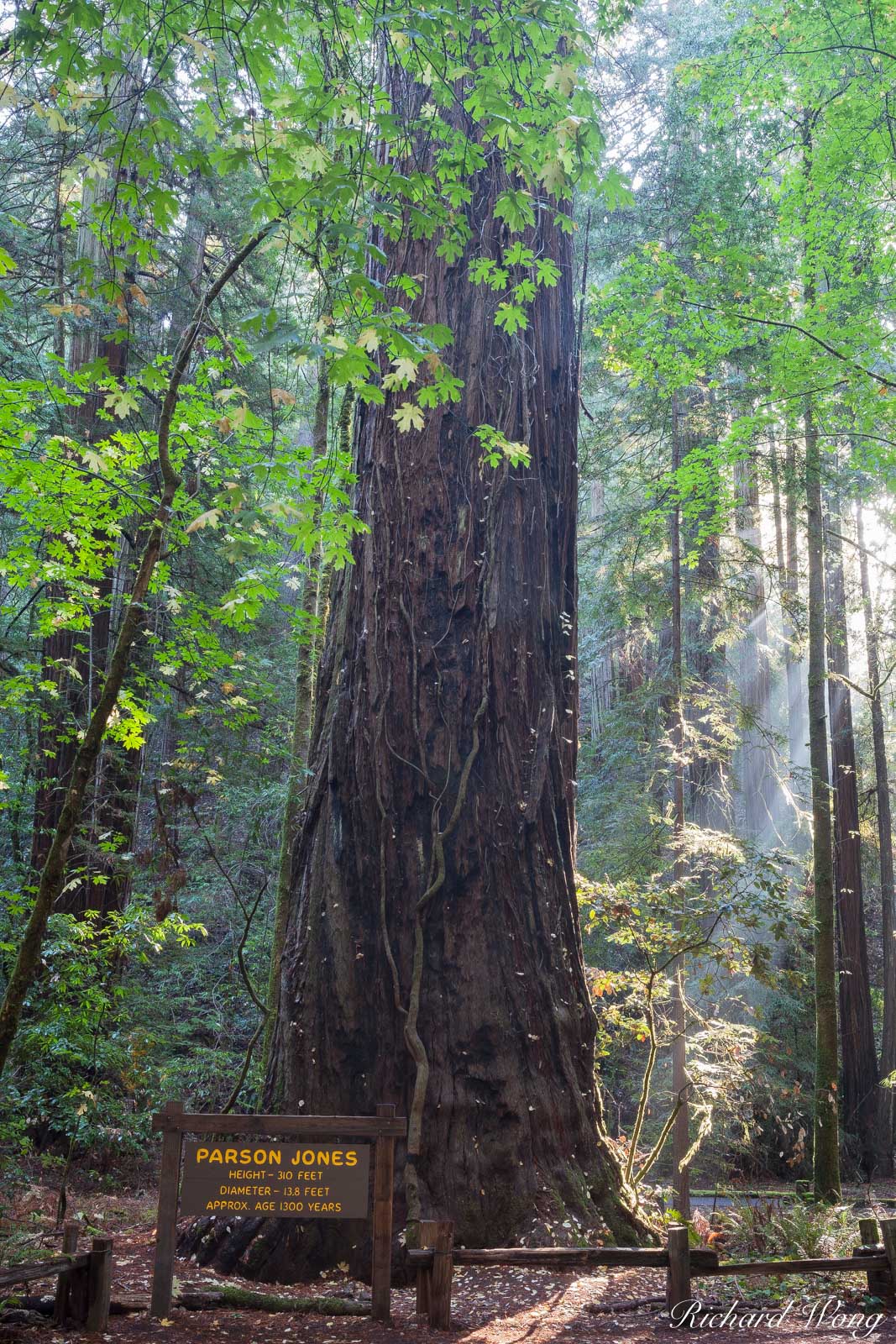 Parson Jones Tree, Coast Redwood, Armstrong Redwoods State Natural Reserve, California, Sonoma County, Guerneville, photo