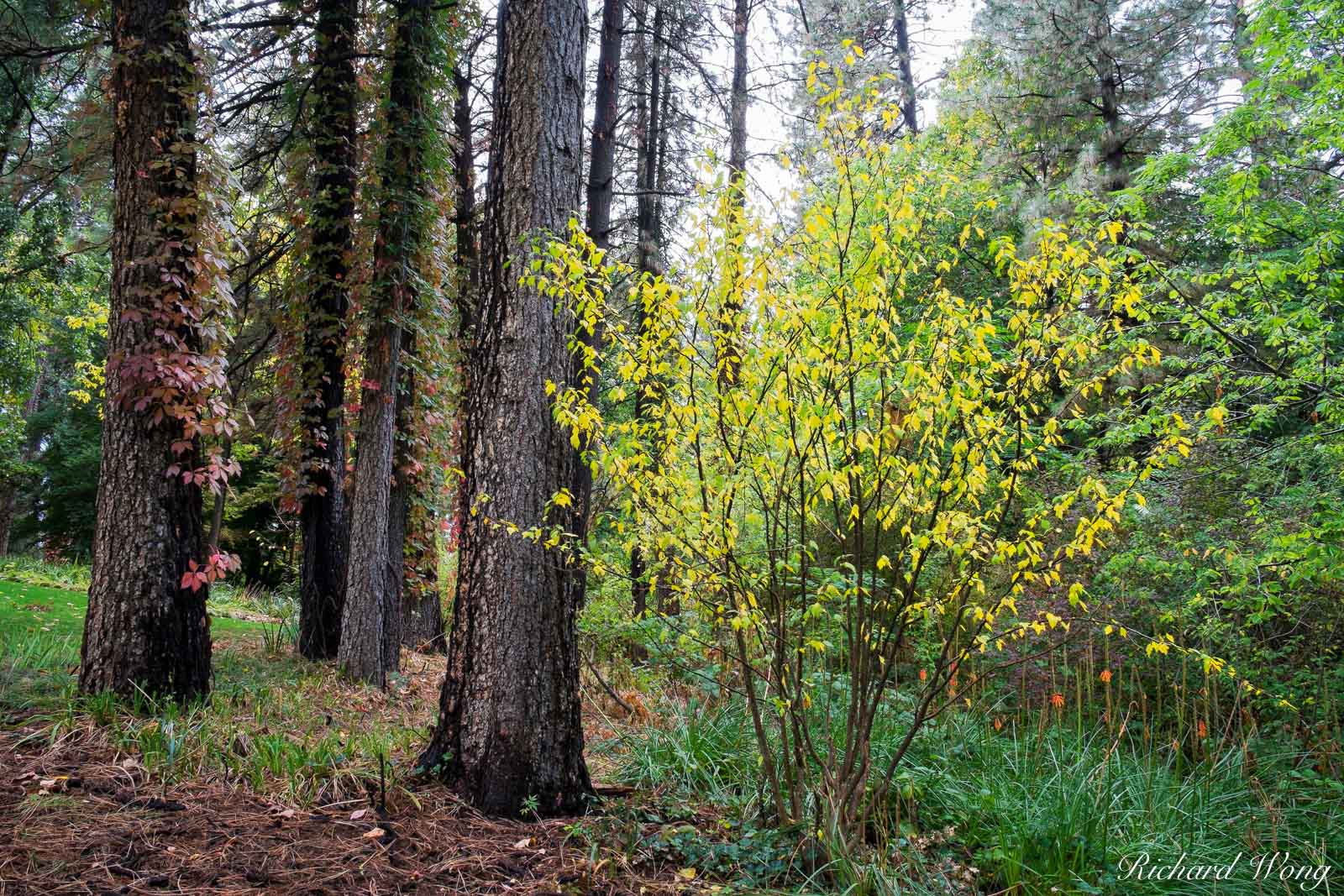 Empire Mine SHP Fall Color Forest Scene, Grass Valley, California