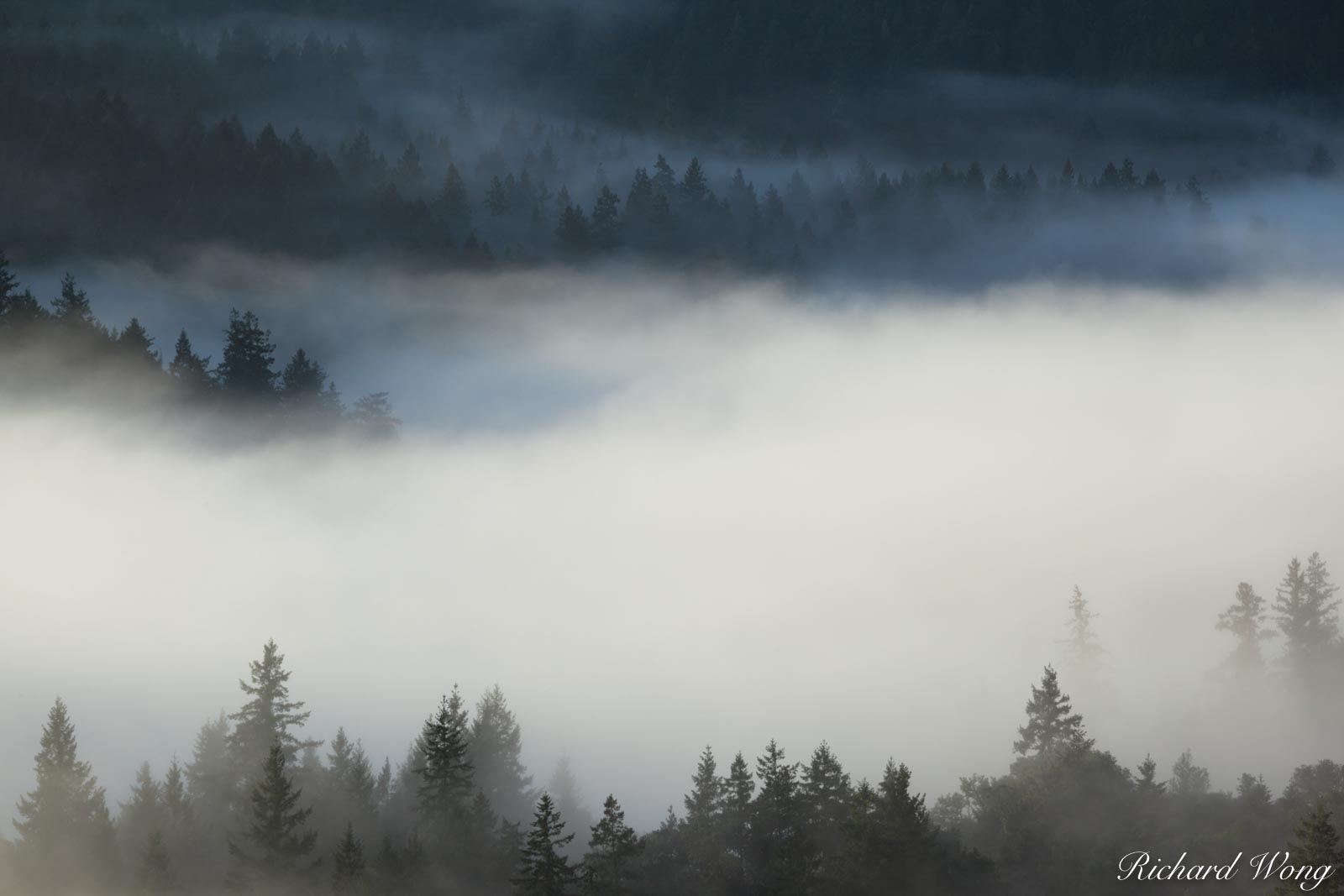 Sunrise Fog Over Mt. Tamalpais Watershed, Marin County, California