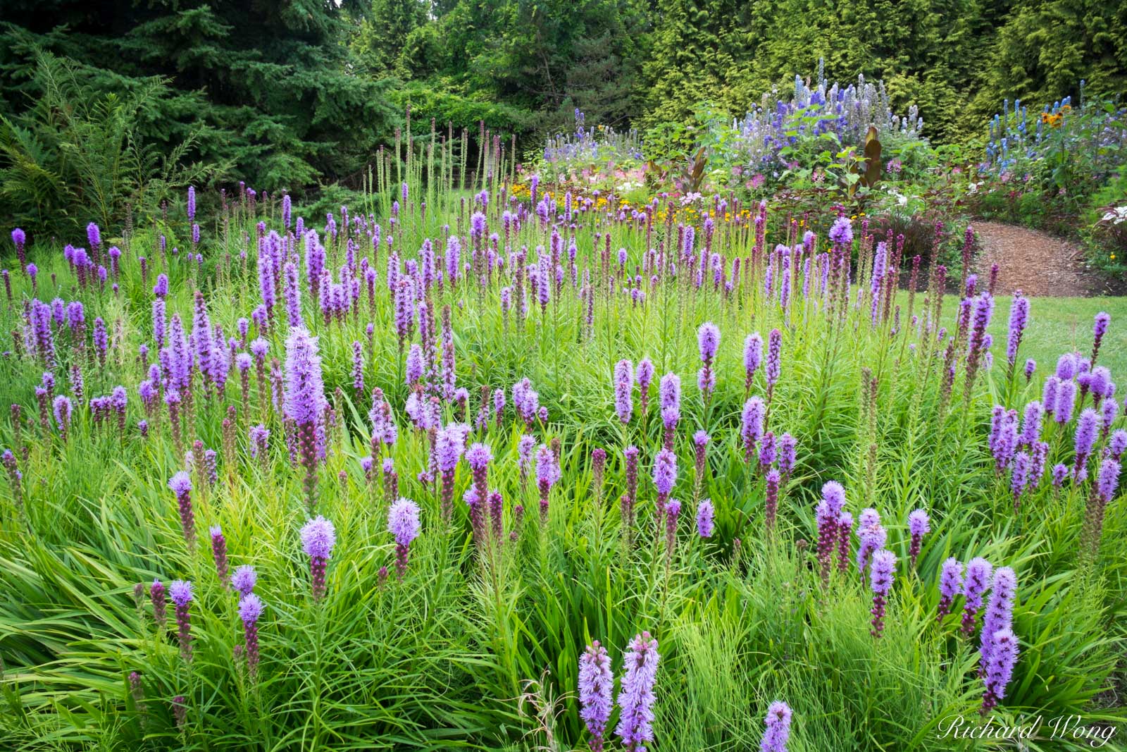 VanDusen Botanical Garden, Vancouver, B.C. A 22-acre public garden opened in 1975, VanDusen Botanical Garden features beautiful...