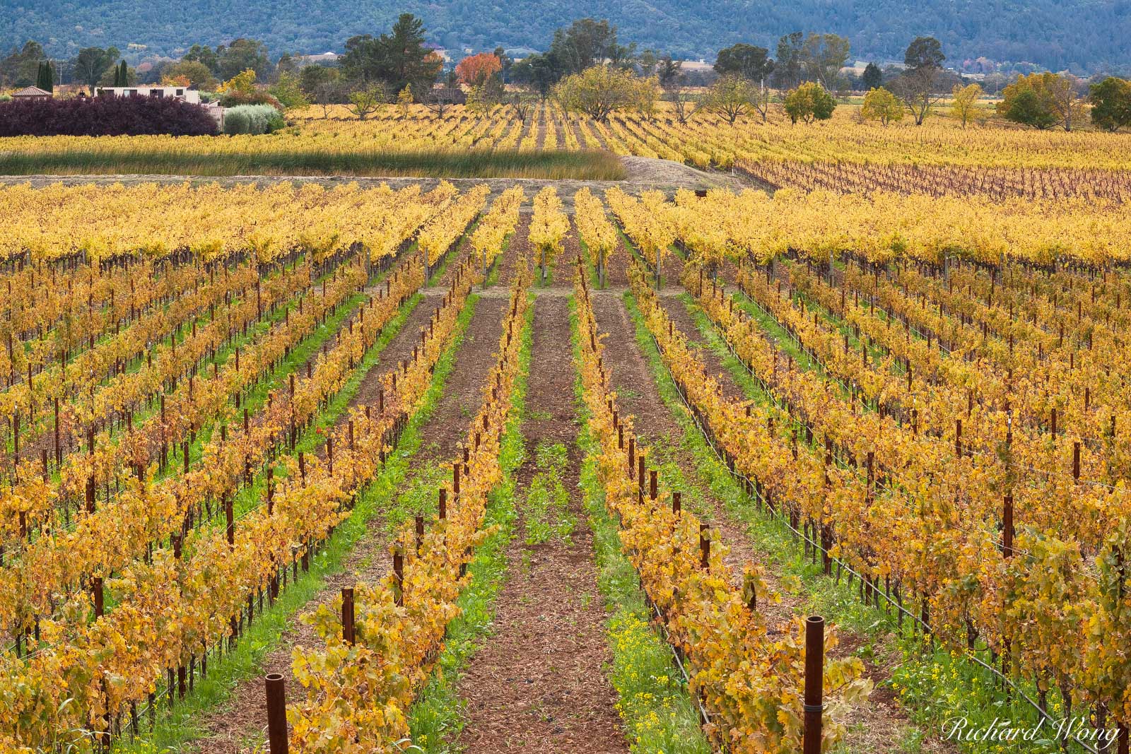 Silverado Trail Scenic Vineyard Landscape During Fall Season, Napa Valley, California, photo