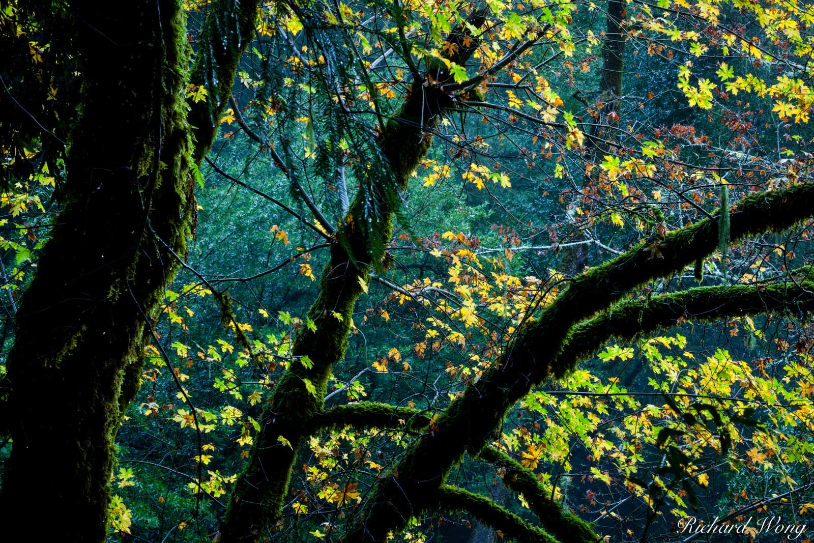 Fall Maples Leaves in Temperate Rainforest at Mount Tamalpais Watershed, Marin County, California