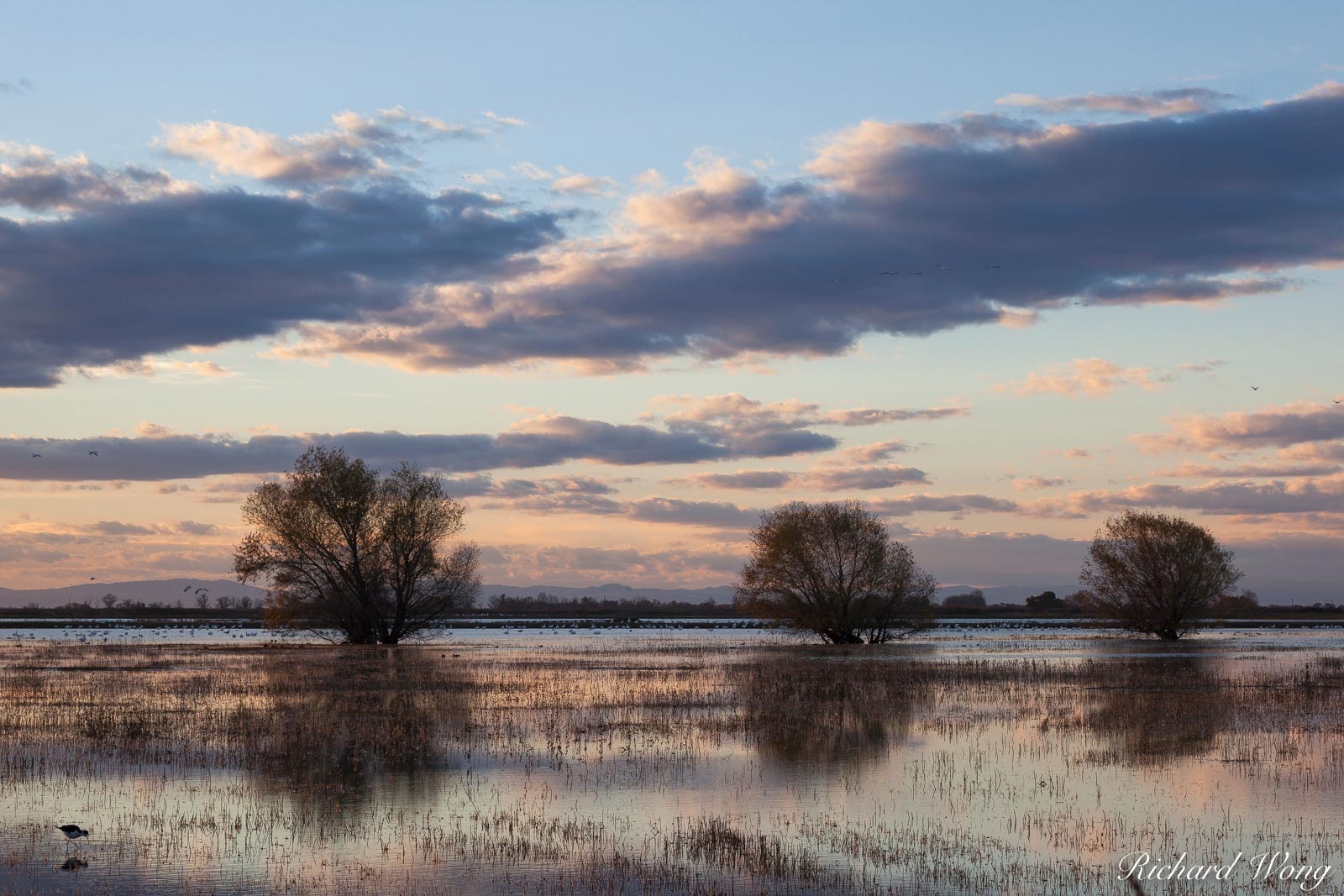 Winter Sunset, Merced National Wildlife Refuge, California