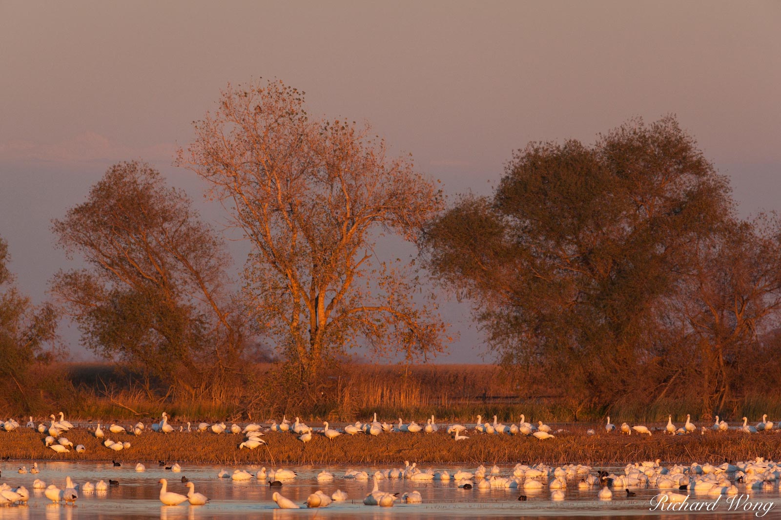 Winter Birds, Merced National Wildlife Refuge, California