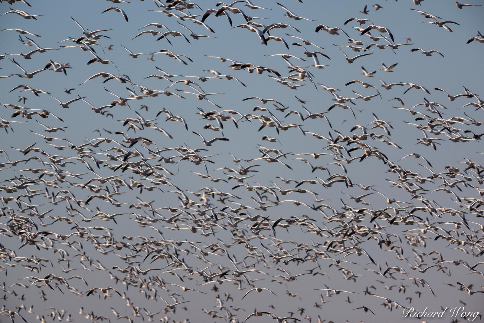 Birds in Flight, Merced National Wildlife Refuge, California