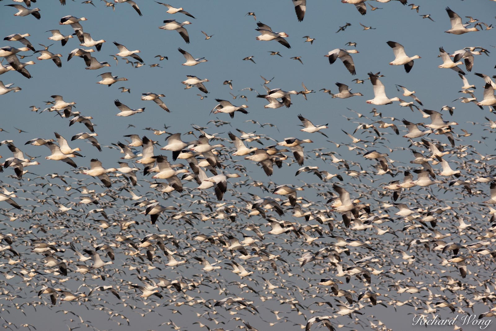 Birds in Flight, Merced National Wildlife Refuge, California