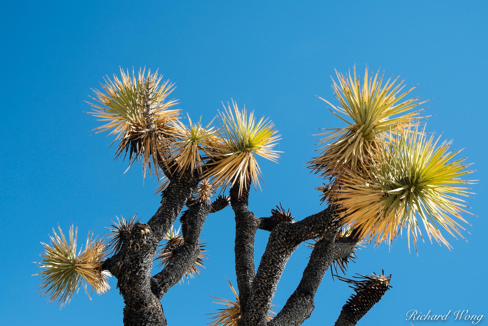 Cholla Cactus Garden, Joshua Tree National Park, California