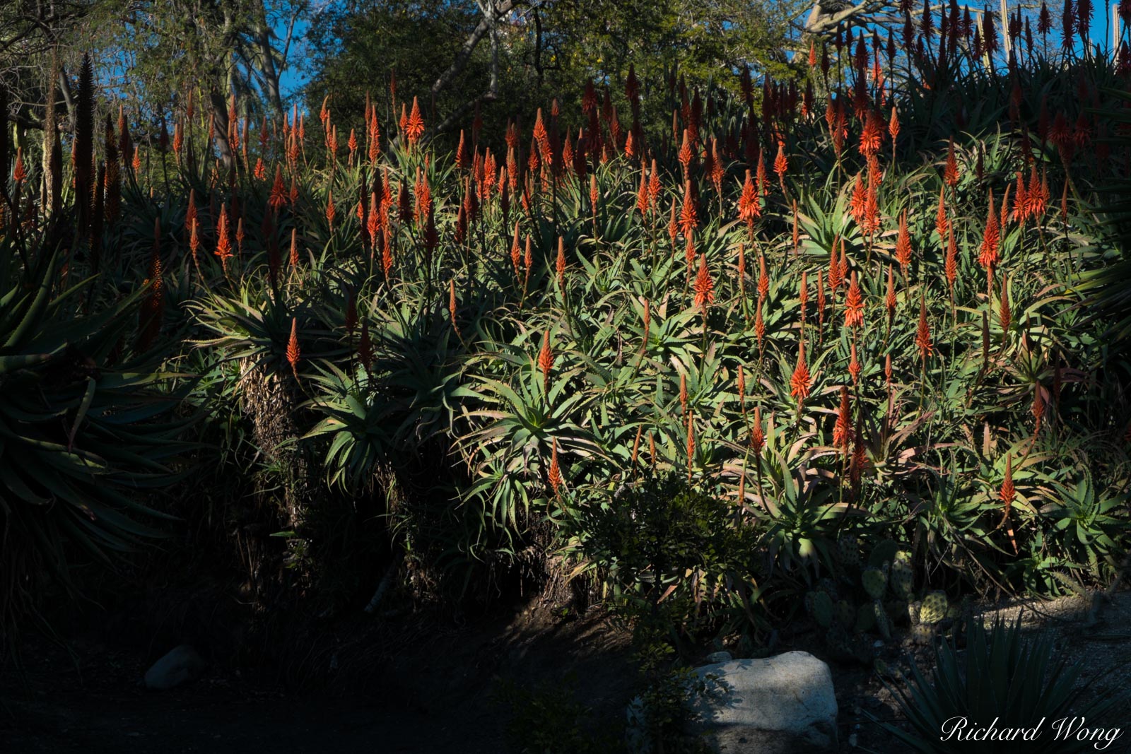 Aloe Hill in Desert Garden at The Huntington, San Marino, California