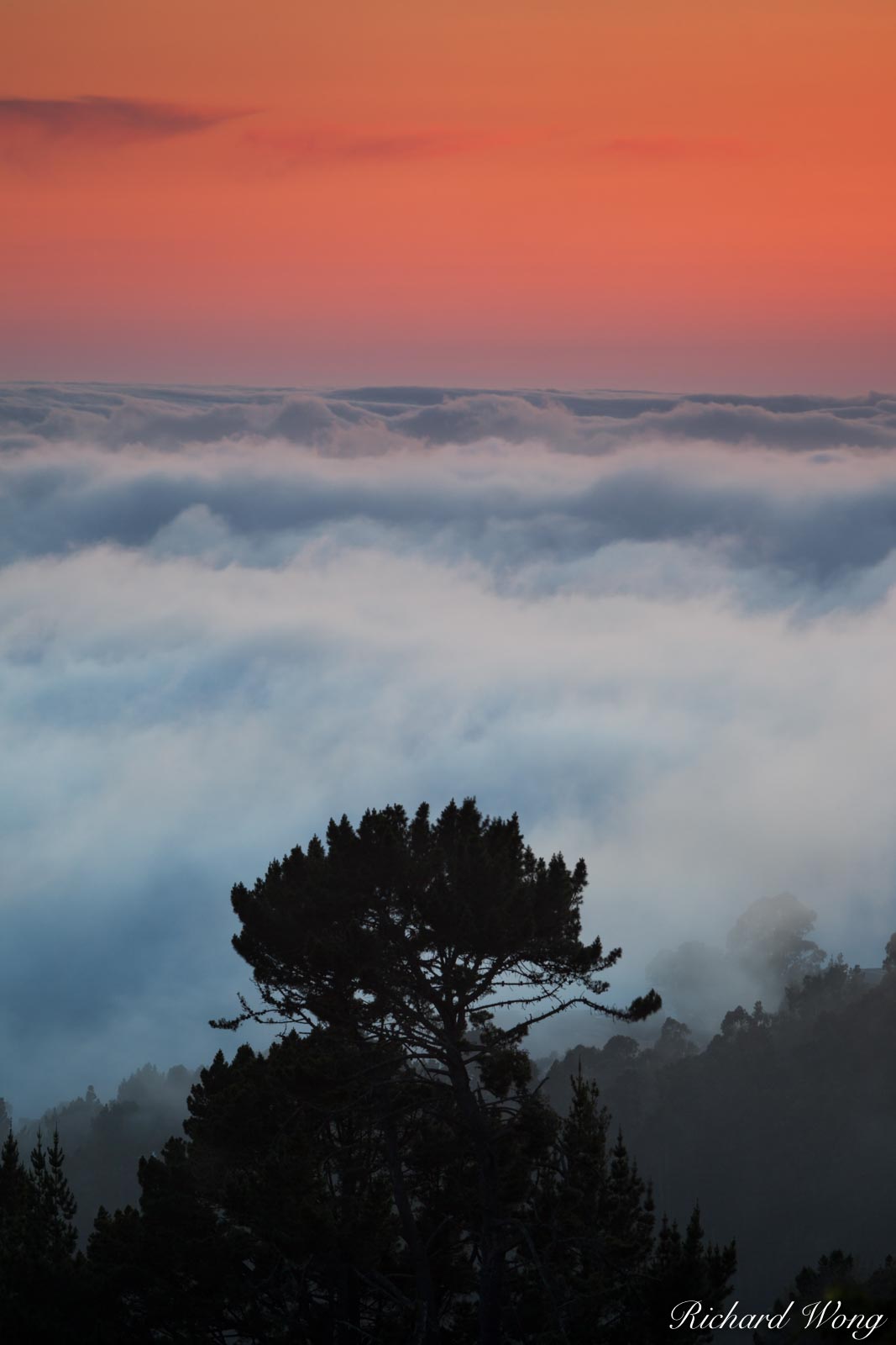 Tree in a Sea of Fog at Sunset, Berkeley, California