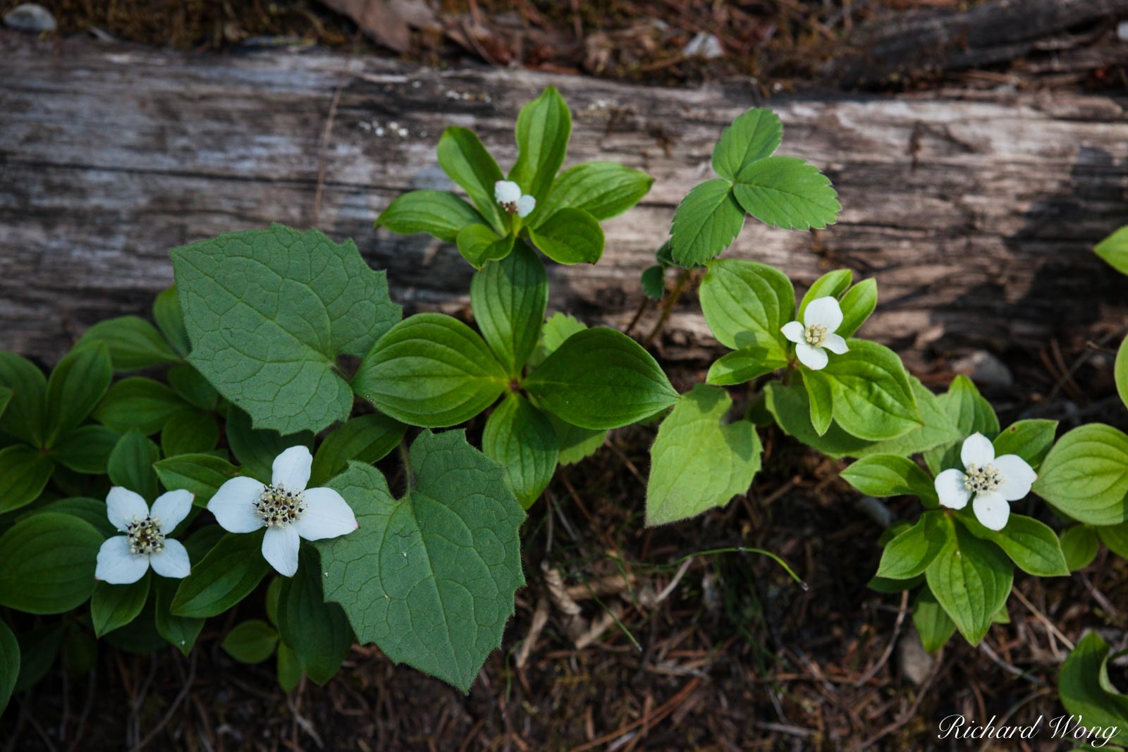 White Wildflowers, Kootenay National Park, British Columbia, Canada The mottled, diffused lighting here lit up just the right...