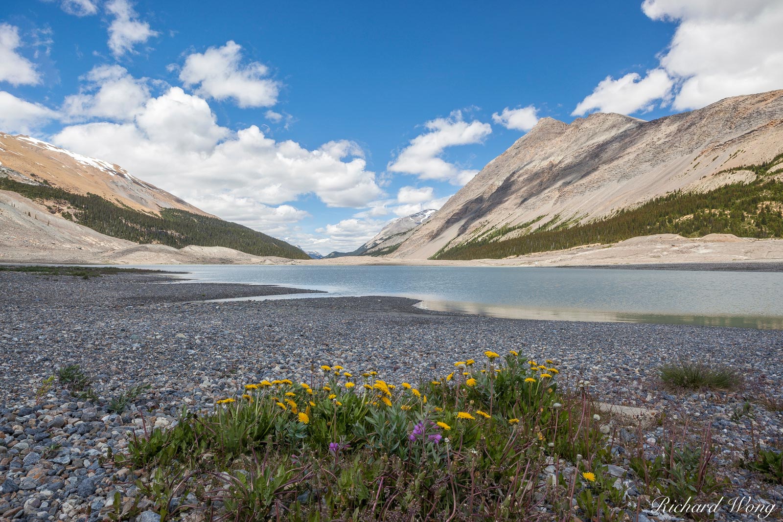 Summer Wildflowers at Sunwapta Lake, Jasper National Park, Alberta, Canada, Photo